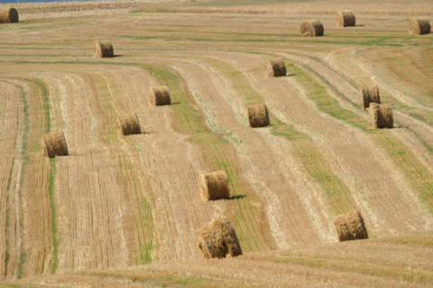 France, Basse Normandie, orne, perche, champ de ble mur, cereales,