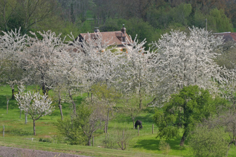 France, Haute Normandie, Seine Maritime, vallee de la Seine, jumieges, berge du fleuve, arbres en fleurs, verger,