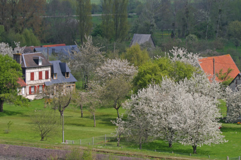 France, Haute Normandie, Seine Maritime, vallee de la Seine, jumieges, berge du fleuve, arbres en fleurs, verger,