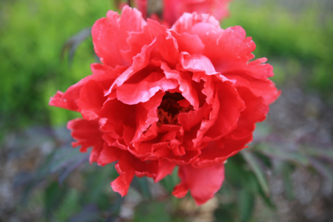 France, fleur rouge, pivoine fleurie, Bretagne