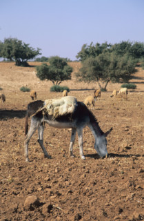 Afrique, maroc, haut atlas, Village 
entre Marrakech et essaouira, ane, arganiers, montagne, desert, paysage, panorama, route, 
entre Marrakech et Essaouira