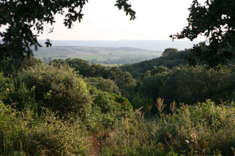 France, languedoc roussillon, gard, chemin de grande randonnee, au dessus des gorges du Gardon GR 6, entre Sanilhac sagries et Collias, garrigue, arbres, panorama,