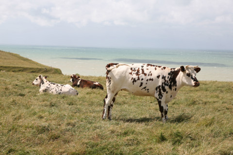 France, picardie, somme, ault, pays de la bresle maritime, chemin des douaniers, promenade, randonnee, panorama, vent, vagues, vaches normandes face a la mer au sommet des falaises,
