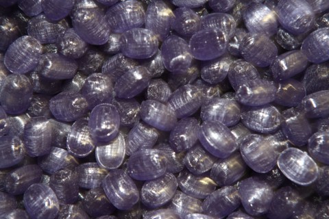 France, bonbons barnier company