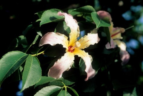 italy, flower