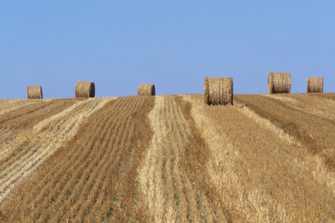 France, region pays de loire, sarthe, sud, agriculture, champ, paille, roundballers, ferme,