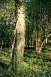 France, region picardie, oise, compiegne, foret de compiegne, clairiere de l'armistice, arbres, premiere guerre mondiale, histoire, 14-18,