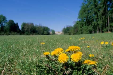 France, region picardie, oise, compiegne, chateau, Napoleon, jardin, parc, champ, fleur de pissenlit,