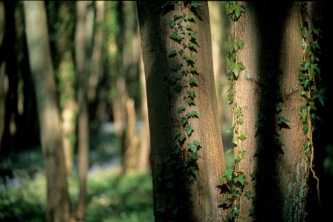 France, region picardie, oise, ourscamps, abbaye, foret, arbres, sous bois, clairiere,
