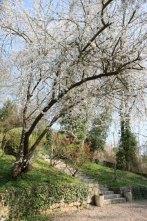 France, Haute Normandie, eure, vallee de la seine, giverny, ancien hotel baudy, restaurant, auberge, claude monet, jardin, fleurs, impressionnistes, peinture, jardin, arbres en fleurs,