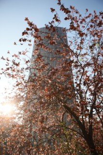 France, ile de france, paris 15e arrondissement, avenue du maine, arbre en fleurs, printemps, tour montparnasse, gratte ciel, immeuble, bureaux,