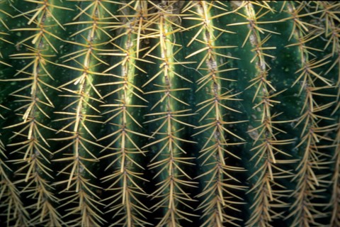 morocco, cactus