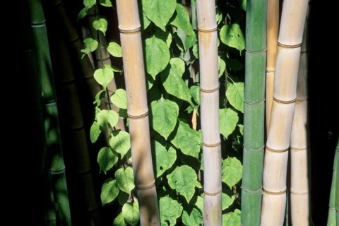 morocco, bamboos