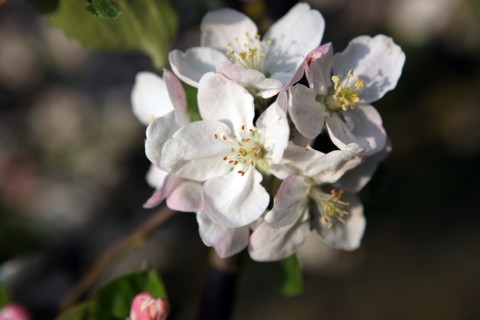 France, Haute Normandie, eure, bretigny, fleurs de pommier, verger basse tige, agriculture, cidre, calva, arbre fleuri, printemps, culture cidricole, floraison,