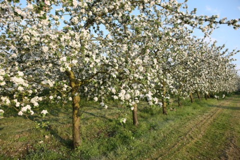 France, Haute Normandie, eure, bretigny, fleurs de pommier, verger basse tige, agriculture, cidre, calva, arbre fleuri, printemps, culture cidricole, floraison,