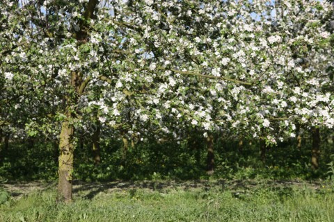 France, Haute Normandie, eure, bretigny, fleurs de pommier, verger basse tige, agriculture, cidre, calva, arbre fleuri, printemps, culture cidricole, floraison,