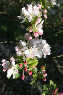 France, Haute Normandie, eure, bretigny, fleurs de pommier, verger basse tige, agriculture, cidre, calva, arbre fleuri, printemps, culture cidricole, floraison,