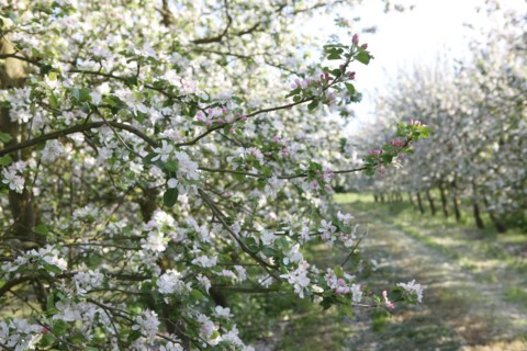France, Haute Normandie, eure, bretigny, fleurs de pommier, verger basse tige, agriculture, cidre, calva, arbre fleuri, printemps, culture cidricole, floraison,