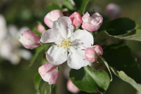 France, Haute Normandie, eure, bretigny, fleurs de pommier, verger basse tige, agriculture, cidre, calva, arbre fleuri, printemps, culture cidricole, floraison,