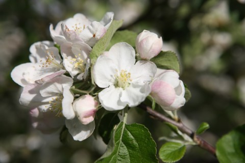 France, Haute Normandie, eure, bretigny, fleurs de pommier, verger basse tige, agriculture, cidre, calva, arbre fleuri, printemps, culture cidricole, floraison,