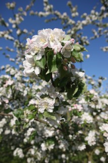 France, Haute Normandie, eure, bretigny, fleurs de pommier, verger basse tige, agriculture, cidre, calva, arbre fleuri, printemps, culture cidricole, floraison,