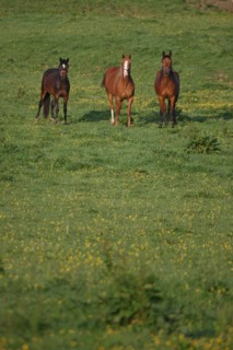 France, pays d'auge