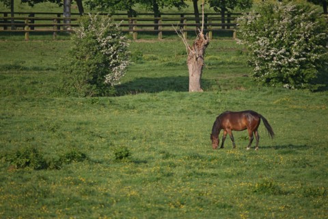 France, pays d'auge
