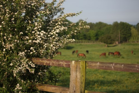 France, pays d'auge