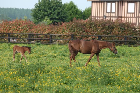 France, pays d'auge