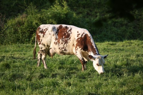 France, Basse Normandie, calvados, pays d'auge, environs de cambremer, vaches normandes, pre, elevage, agriculture, elevage bovin,