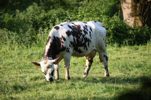 France, Basse Normandie, calvados, pays d'auge, environs de cambremer, vaches normandes, pre, elevage, agriculture, elevage bovin,