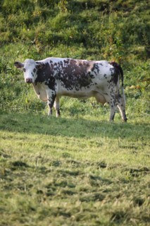 France, Basse Normandie, calvados, pays d'auge, environs de cambremer, vaches normandes, pre, elevage, agriculture, elevage bovin,