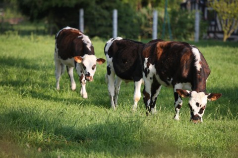 France, Basse Normandie, calvados, pays d'auge, environs de cambremer, vaches normandes, pre, elevage, agriculture, elevage bovin,