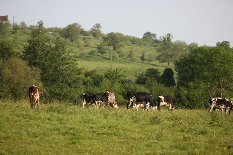 France, Basse Normandie, calvados, pays d'auge, environs de cambremer, vaches normandes, pre, elevage, agriculture, elevage bovin,