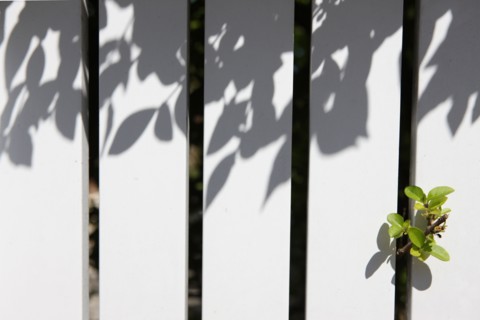 France, Basse Normandie, calvados, cote fleurie, houlgate, bord de mer, detail palissade, vegetation au travers des lattes,