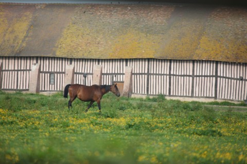 France, pays d'auge