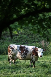 France, Basse Normandie, calvados, pays d'auge, environs de cambremer, vaches normandes, pre, elevage, agriculture, elevage bovin,