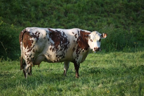 France, Basse Normandie, calvados, pays d'auge, environs de cambremer, vaches normandes, pre, elevage, agriculture, elevage bovin,