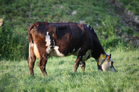 France, Basse Normandie, calvados, pays d'auge, environs de cambremer, vaches normandes, pre, elevage, agriculture, elevage bovin,