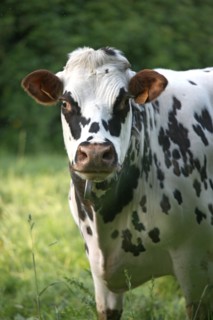 France, Basse Normandie, calvados, pays d'auge, environs de cambremer, vaches normandes, pre, elevage, agriculture, elevage bovin,