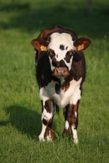 France, Basse Normandie, calvados, pays d'auge, environs de cambremer, vaches normandes, pre, elevage, agriculture, elevage bovin, veau,