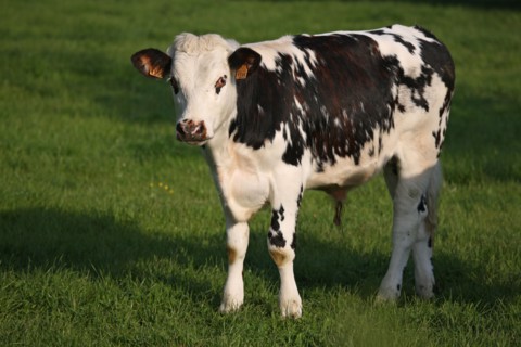 France, Basse Normandie, calvados, pays d'auge, environs de cambremer, vaches normandes, pre, elevage, agriculture, elevage bovin, veau,