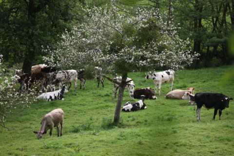 France, Basse Normandie, calvados, pays d'auge, environs de cambremer, vaches normandes, pre, elevage, agriculture, elevage bovin,