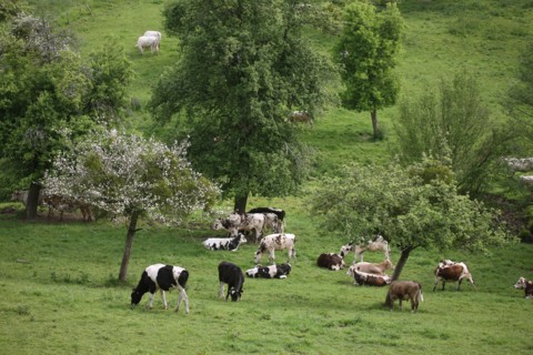 France, Basse Normandie, calvados, pays d'auge, environs de cambremer, vaches normandes, pre, elevage, agriculture, elevage bovin,