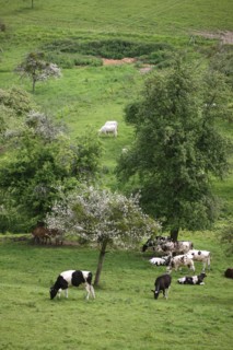 France, Basse Normandie, calvados, pays d'auge, environs de cambremer, vaches normandes, pre, elevage, agriculture, elevage bovin,