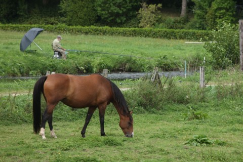 France, Basse Normandie, calvados, pays d'accueil touristique du bocage virois, pont farcy, pecheur, cheval,