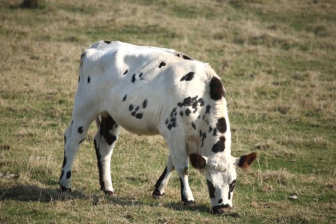 France, Basse Normandie, calvados, bessin, entre isigny et grandcamp maisy, littoral, dunes, estuaire, manche, sable, vache normande,