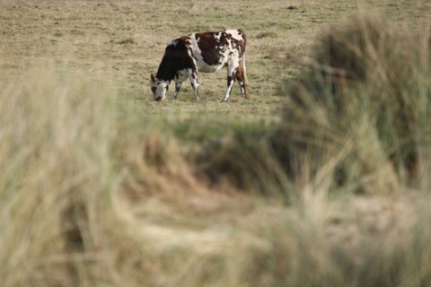 France, Basse Normandie, calvados, bessin, entre isigny et grandcamp maisy, littoral, dunes, estuaire, manche, sable, vache normande,