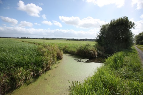 France, Basse Normandie, calvados, bessin, parc des marais du bessin et du cotentin, marais, environs d'isigny, saint germain du pert, champs, agriculture, elevage,