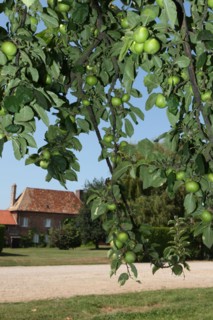 France, Haute Normandie, eure, vexin normand, boisemont, le pressoir d'or, erric dore, production cidricole, pommes, bienvenue a la ferme, verger, potager, jardin, agriculture,